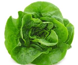 Lettuce (Romaine)
