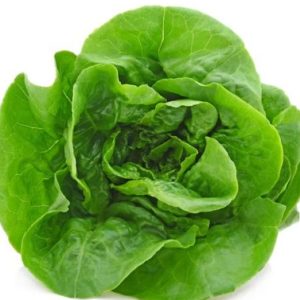 Lettuce (Romaine)