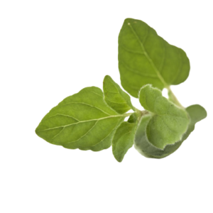 Oregano