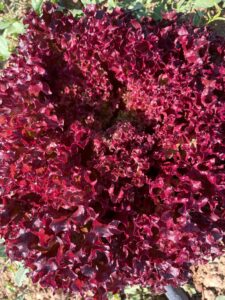 Red Curly Lettuce - Lollo Rosso Per Piece