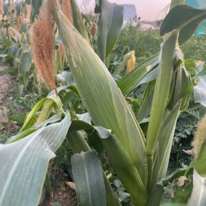 Sweet Corn per piece