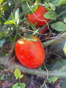 Tomatoes Zenguli per 1kg *LIMITED*