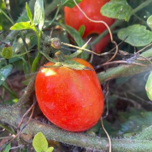 Tomatoes Zenguli per 1kg *LIMITED*