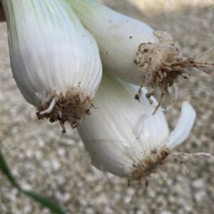 Fresh small white onions (Ta'Malta) Per Bunch