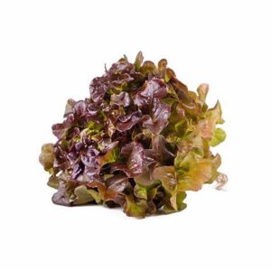 Oak Leaf Red Lettuce per piece