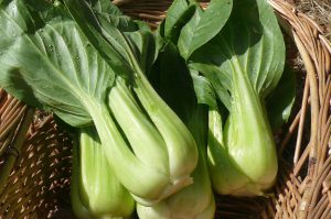 Bok Choy - per piece *LIMITED*