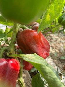 Red Peppers (Capsicum) per kg
