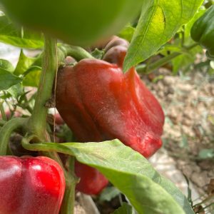 Red Peppers (Capsicum) per kg