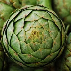 Globe Artichoke (Big Heart Artichoke) *NEW*